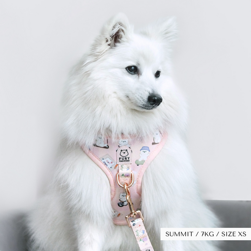 'SUMMIT IN PARIS' HARNESS